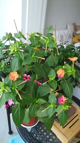 盆栽紫茉莉开花了