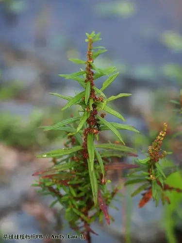 水苋菜