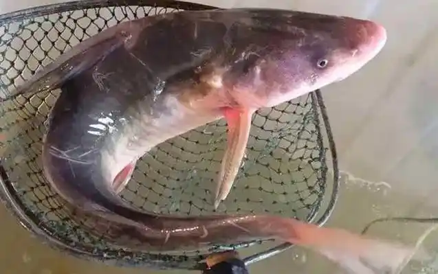 一,鱼种论述江团鱼是名贵淡水鱼种,学名长吻鮠,别称鮰鱼,肥沱,肥王鱼