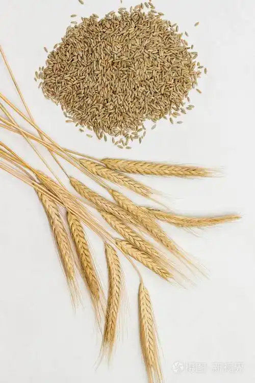 黑麦的全麦和小穗健康碳水化合物