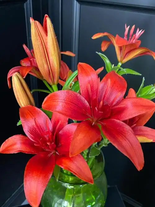 冬日亚百合 | 红莺