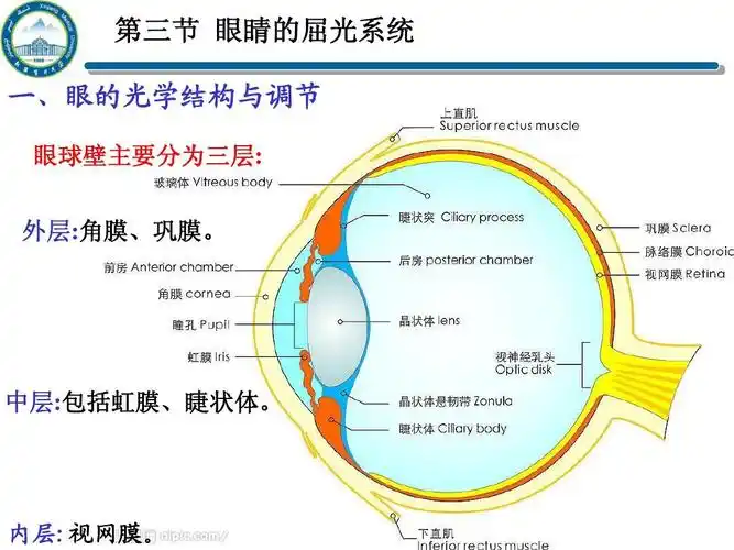 11几何光学第三节 眼睛的屈光系统 一,眼的光学结构与调节 眼球壁主要