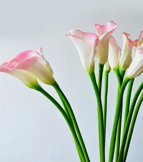 专业供应马蹄莲高端pu仿真花厂多色混批