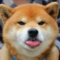 贱贱的秋田犬斜眼头像 秋田犬斜眼表情图片【点击鼠标右键下载】