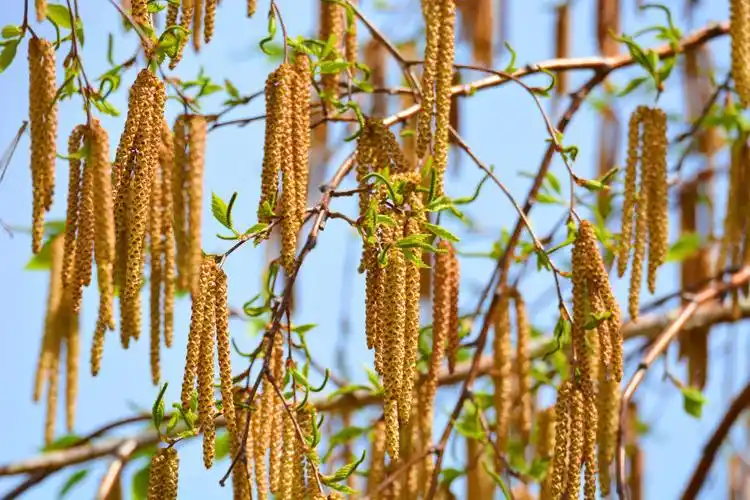 白桦树的花穗,原创拍摄_高清图集_新浪网