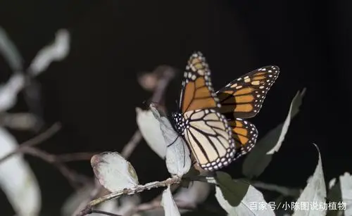帝王蝴蝶:世界最漂亮的蝴蝶,每年迁徙要飞行上千公里躲避严寒