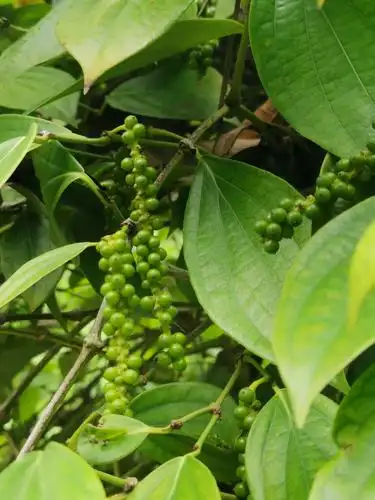 胡椒树