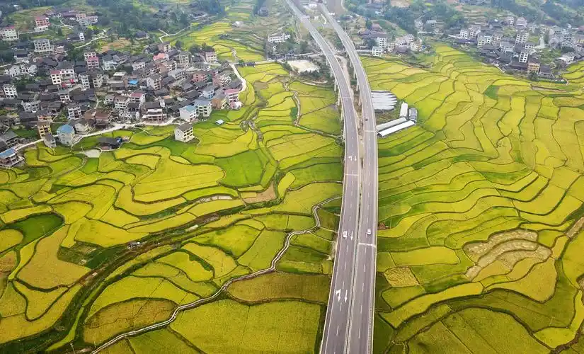 贵州天柱大坝水稻迎丰收