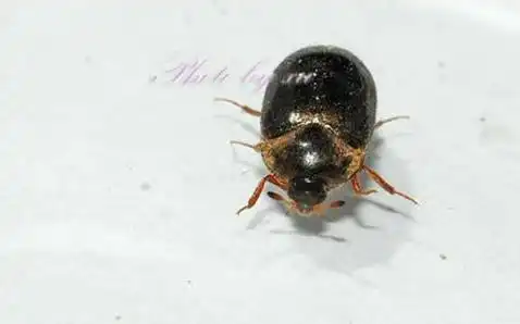 床上有黑色圆圆的硬壳小虫子(黑皮蠹)