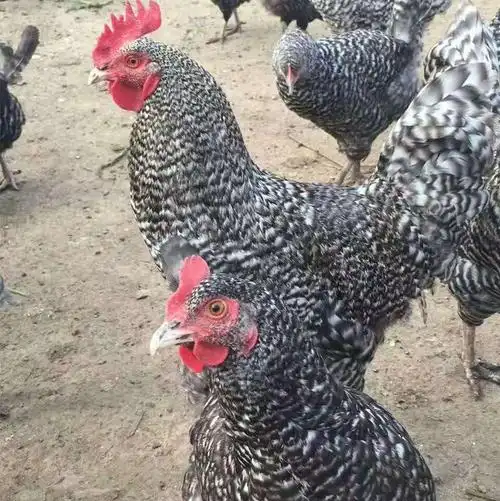 湖南芦花鸡母苗优惠价格 小种芦花鸡苗 芦花鸡受精种蛋 芦花种鸡
