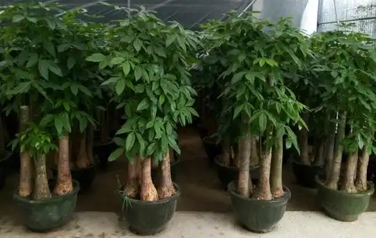 五杆发财树盆景