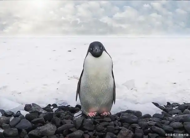 长春冬天冻懵企鹅:脚丫不敢着地