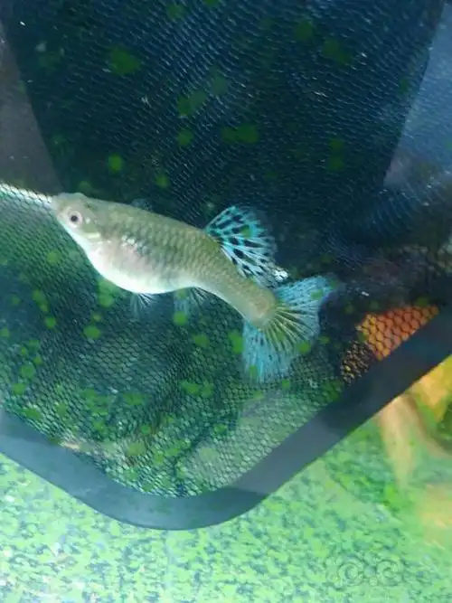 孔雀鱼蓝草种母