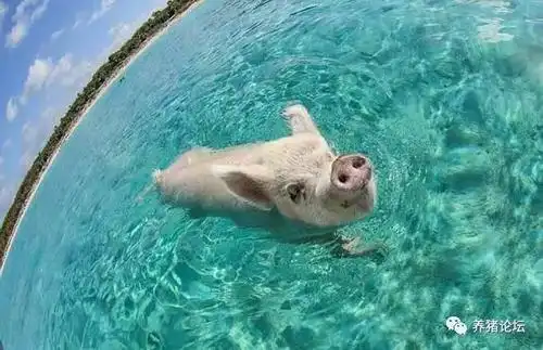 猪真的会游泳吗?