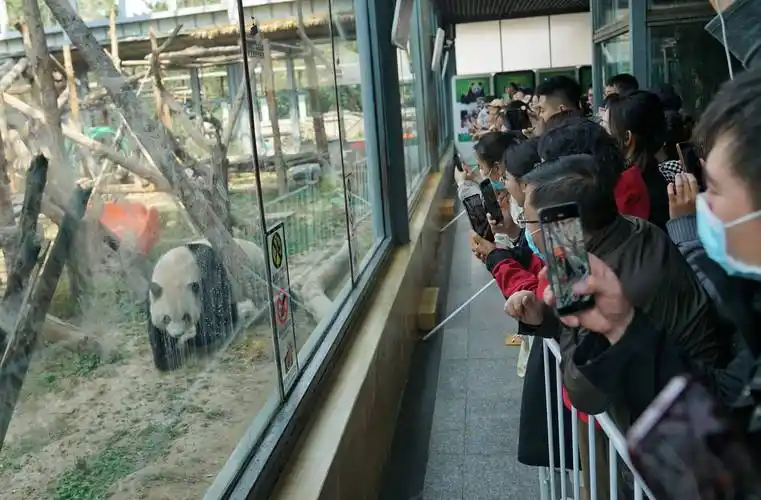 4月2日,北京动物园大熊猫馆,游客参观大熊猫.