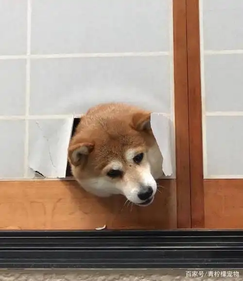 柴犬把门下面拆了一个小洞,有了这个小洞后,它就慢慢从小洞里面把自己