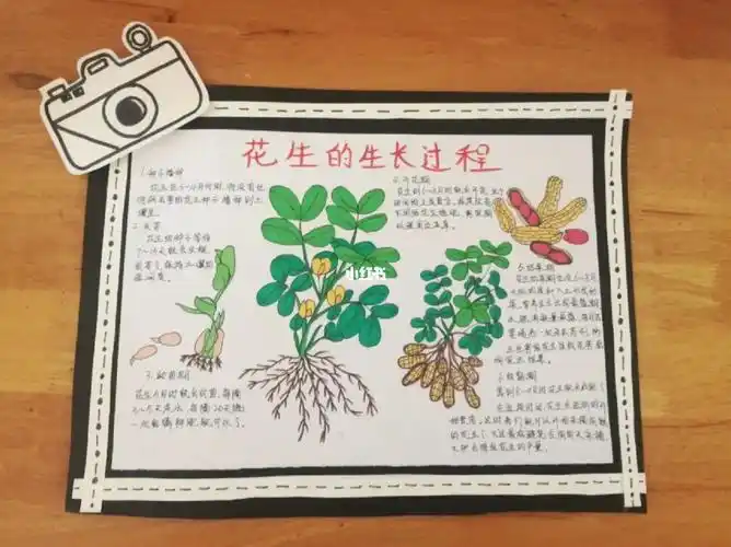 花生的生长习性