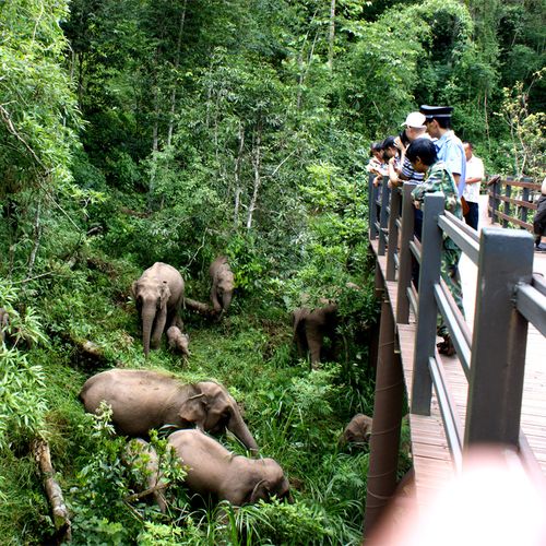 野象谷景区大门门票邂逅亚洲象原始雨林扫码入园国内票务
