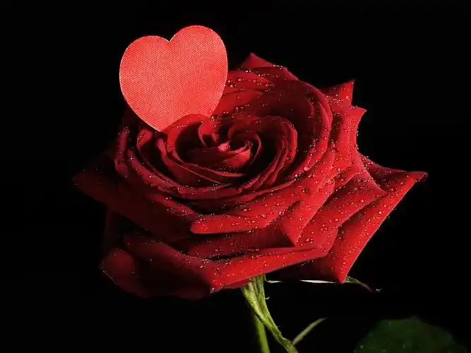 玫瑰花图片真实照片一朵(玫瑰花图片 真实 最新图片)