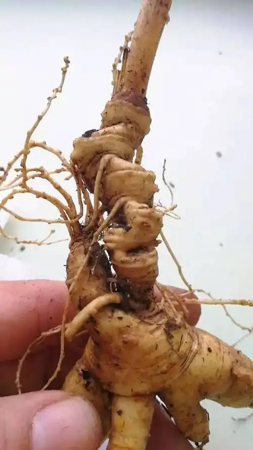 产地食材 | 大山深处的精灵,人参