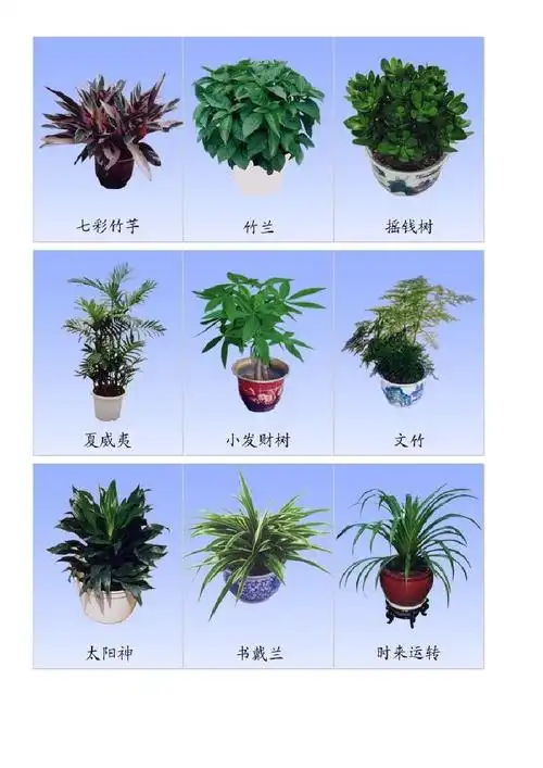 室内常见植物图片