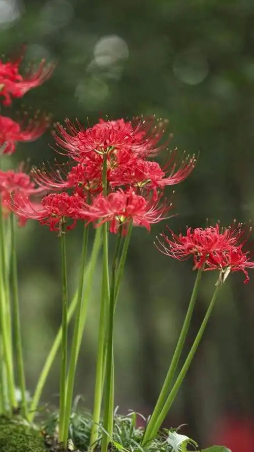 盘点十种花语既悲伤又虐心的花-度小视
