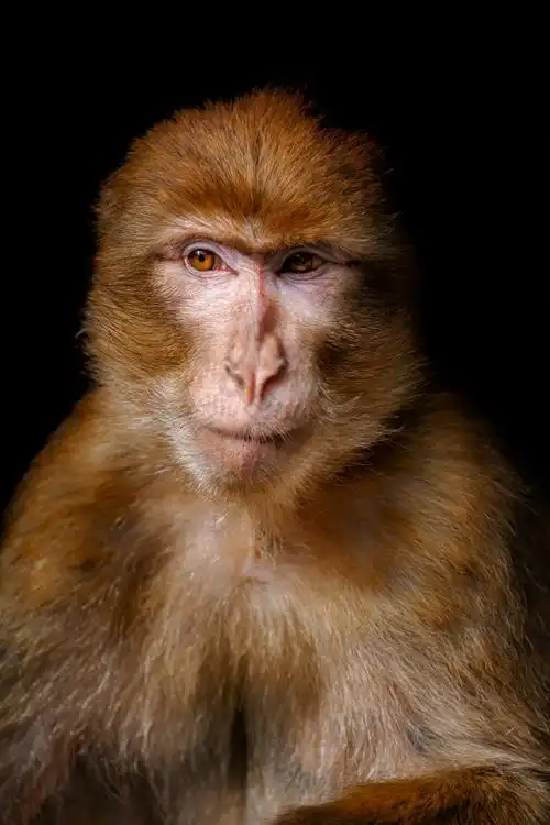 特写镜头肖像巴巴莉短尾猿猴子巴巴莉短尾猿图片