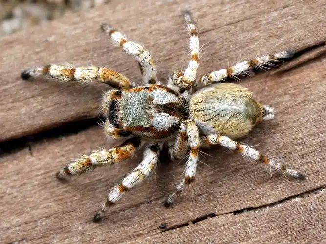 免费照片: 巨型蜘蛛