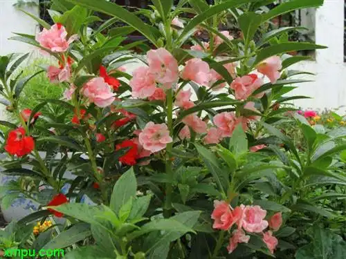 茶花凤仙图片及茶花凤仙种类