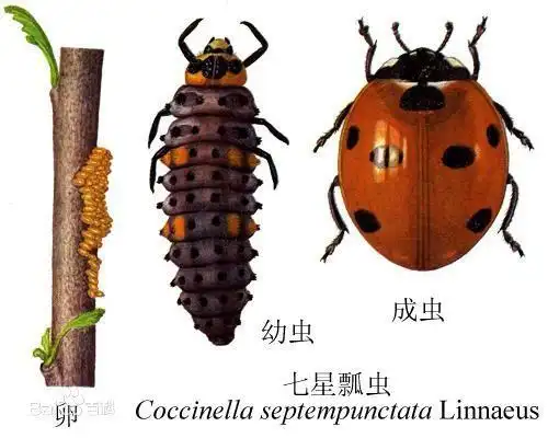 七星瓢虫资料(简介)