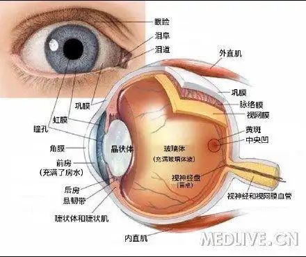 眼结构图(外眼,眼睑,眼球,眼外肌,泪道解剖图)
