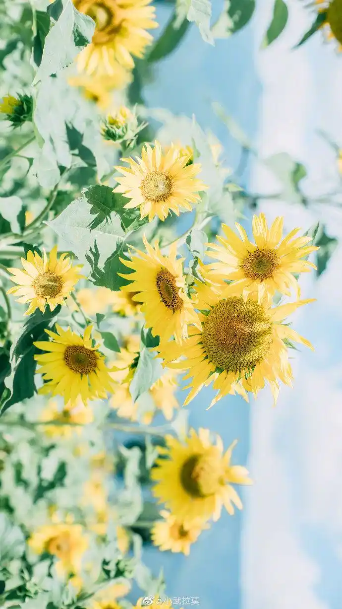 690_1227竖版 竖屏