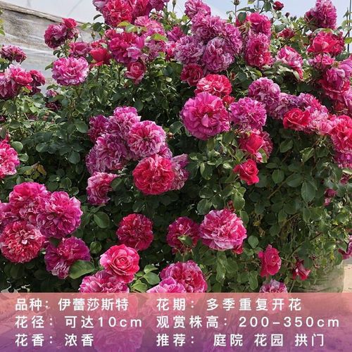 欧月新品伊蕾莎斯特爬藤月季蔷薇花苗多花蔷薇月季花苗庭院盆栽苗