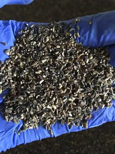 菊苣种子 牧草种子 猪羊牛兔鸡鸭多年生南方高产四季北方草籽包邮