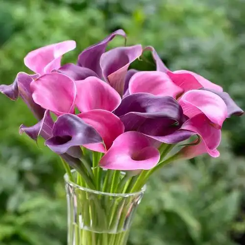 进口彩色马蹄莲种球彩马阳台室内观叶耐阴多年生易养切种球