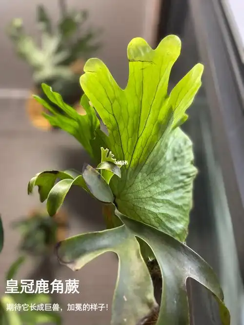 皇冠鹿角蕨记录视频