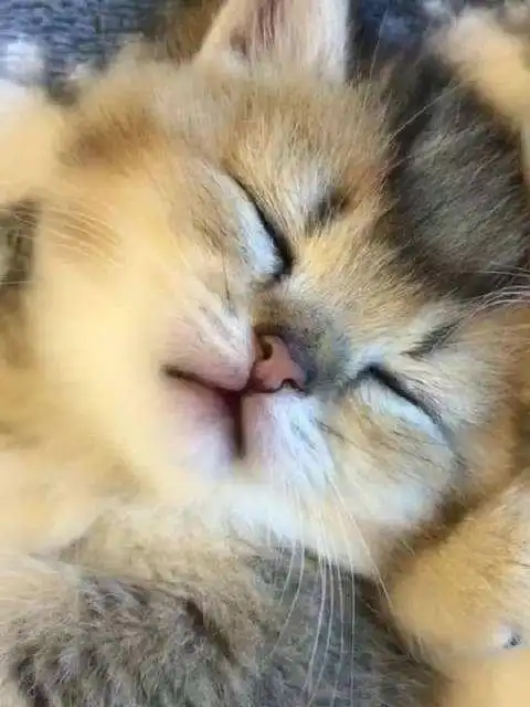 猫猫刚刚睡醒的样子也太可爱了吧舔屏67