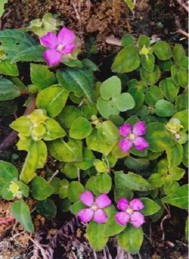 楮头红(桃金娘目野牡丹科植物))_石塘网