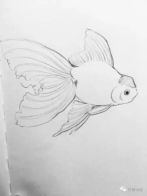 白描画鱼🐠 - 美篇