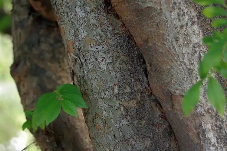 榔榆树皮,k-3   czj 35-70/2.7-3.5 @70mm/f3.5.