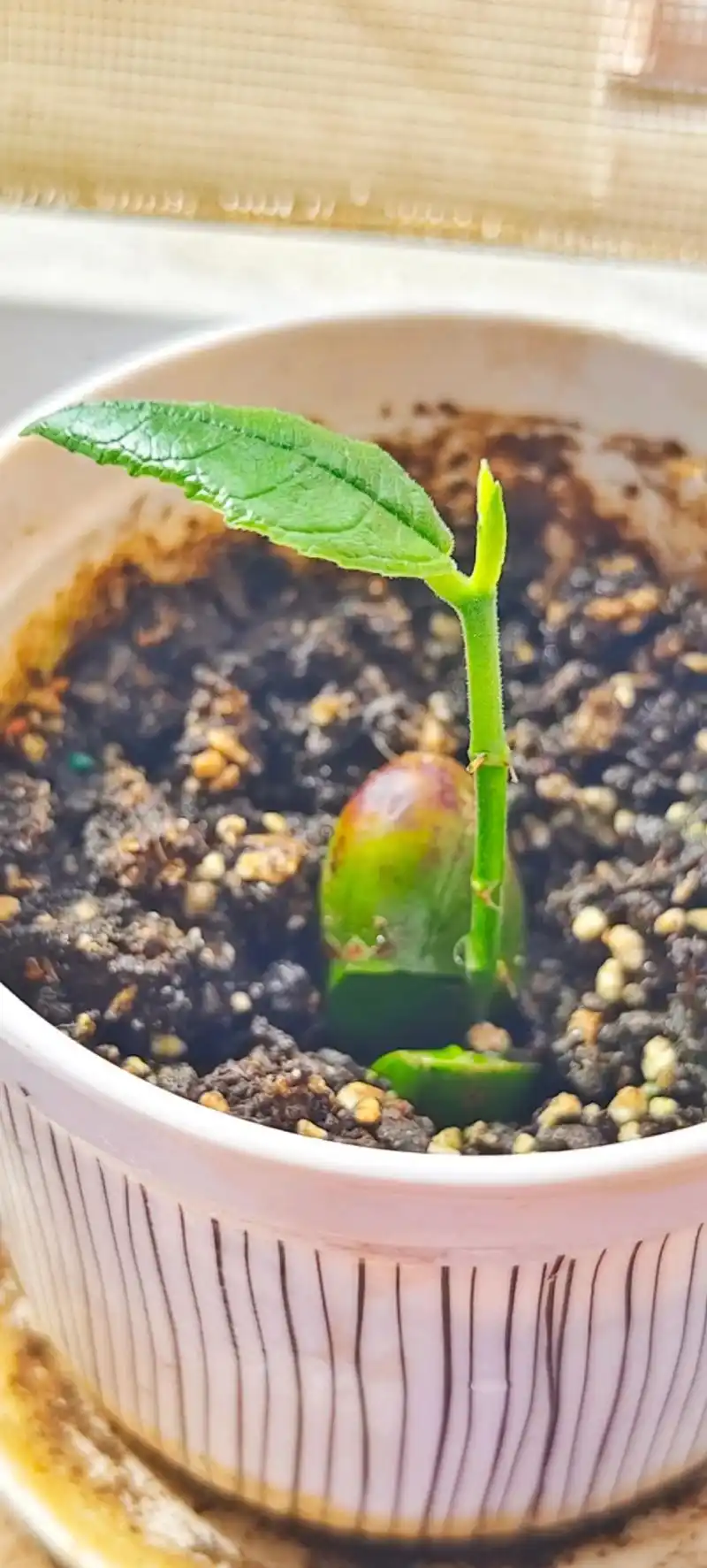 菠萝蜜的第一片叶子 三颗一起出根的种子,:一个还没有出芽, - 抖音
