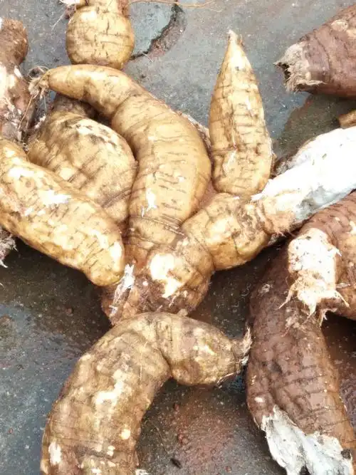 [野生葛根批发]生葛根 4.5斤以上价格50元/斤 - 惠农网