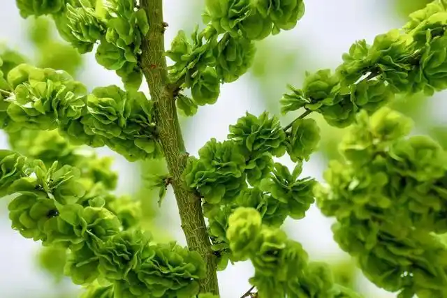 酒泉的树坚强,老家的榆钱树