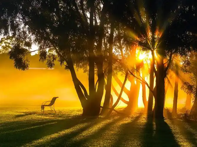 日出,早晨,雾,树木,太阳光线 壁纸 - 1920x1440