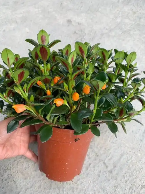 龙鑫金鱼吊兰带花绿萝垂吊室内桌面盆栽办公室绿植