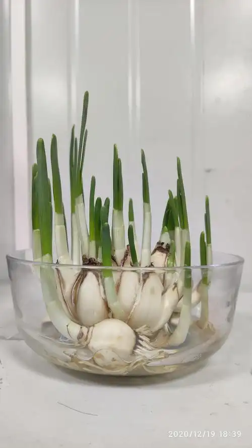 我的水仙怎么越长越像大蒜了