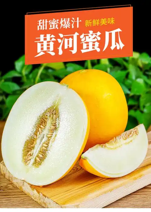 黄河蜜瓜甜瓜黄金蜜瓜黄皮香瓜应当季孕妇生鲜新鲜水果净重5斤