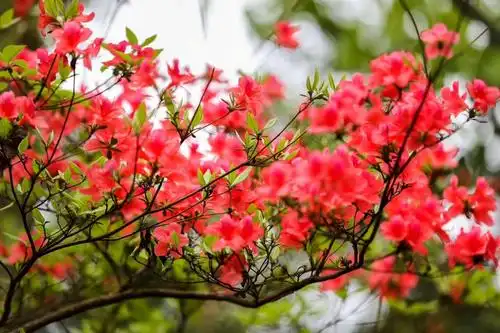 开心园ll原创 为胡建平先生《大洪杜鹃花》摄影作品而赞