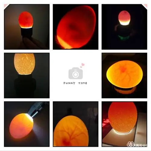 第七天 我们进行了第一次照蛋 观察种蛋和第一天的变化 现在的种蛋是