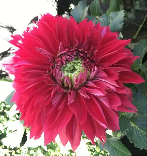 中山公园的大丽花